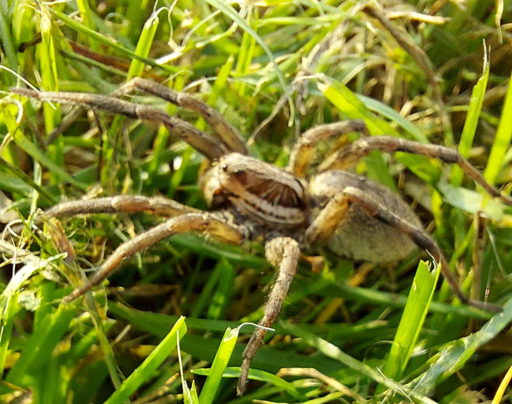 Hogna radiata? S - Verona